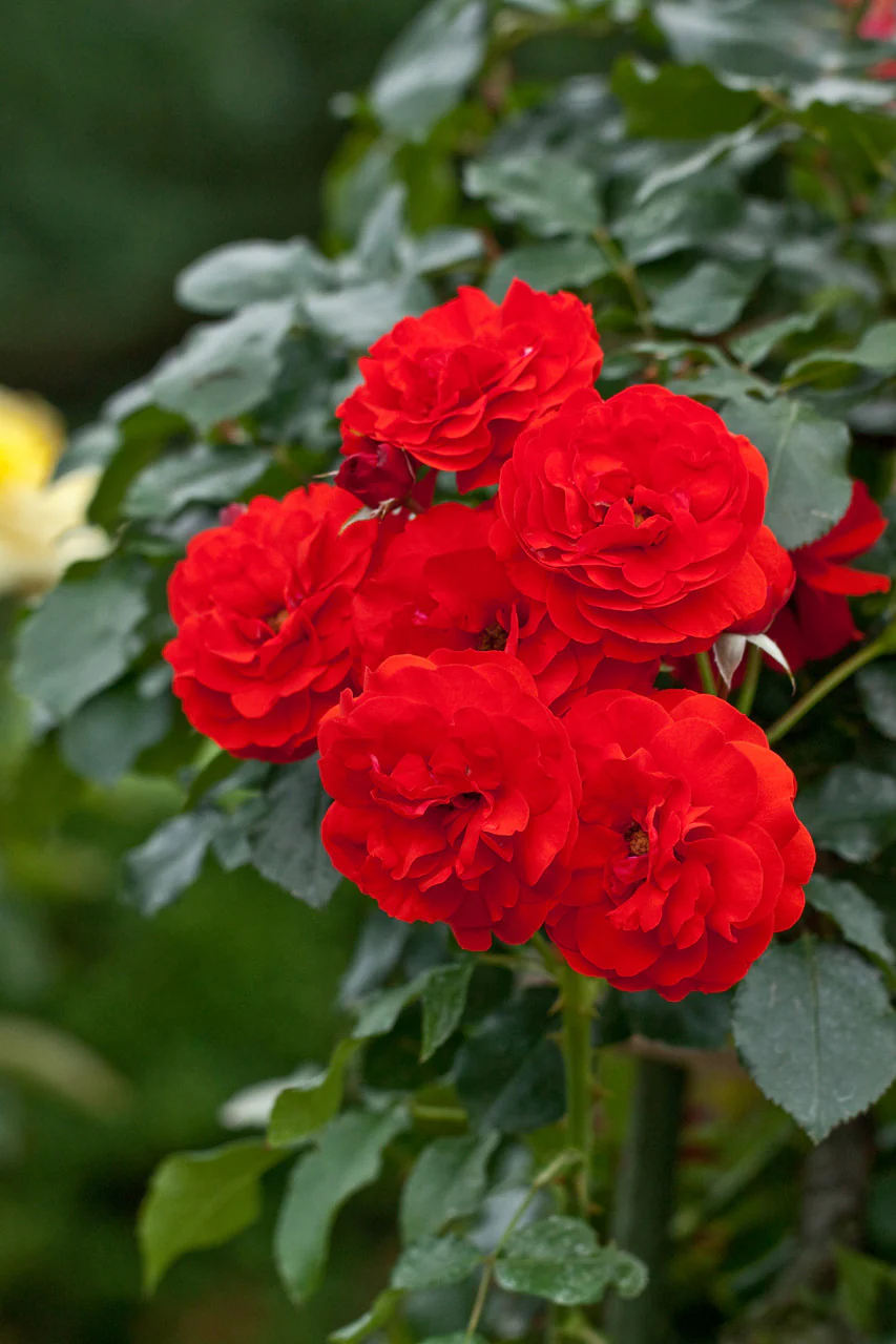 The Best Roses for Mom