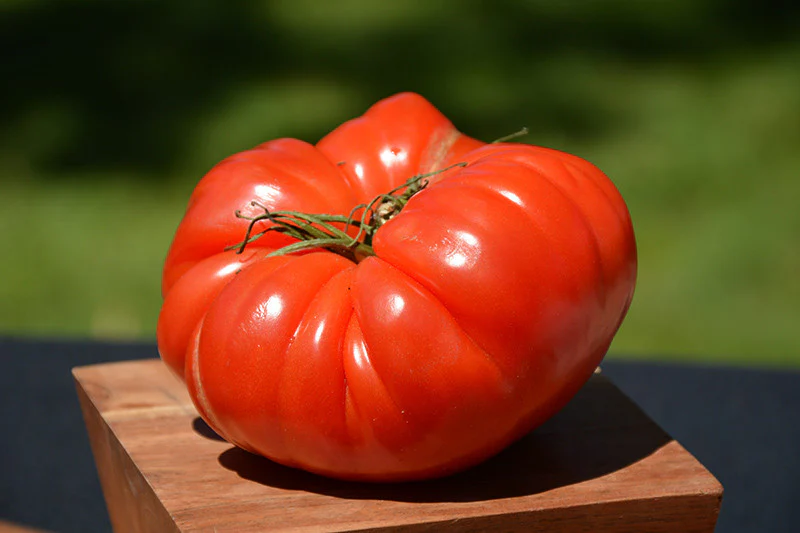 Tomatoes